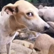 GetDestroyedByFN_Finn