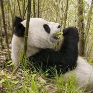 InvisiblePanda avatar