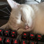 Lnya