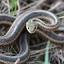 Eastern Garter Snake