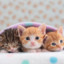 itty bitty kitty committee