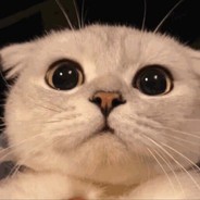 小猫咪能有什么坏心思