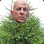 Spruce Willis