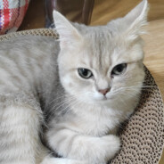 盗号狗全家死光