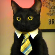 OfficeCat