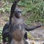 Bonobo4life