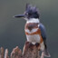 beltedkingfisher