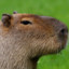 Cara de Capivara