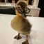 Ducku