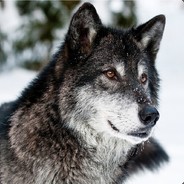 Wolf's avatar