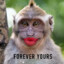 Macaca Peluda