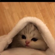 处cp被骗三十万