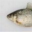 Fish Man