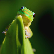 GreenGecko