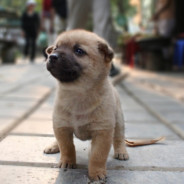 囊括宇宙的质点