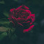 ✪_MUQ_Z