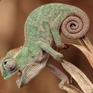 谁在翔里下了毒