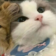 在沉睡的大白鹅