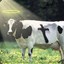 ALMIGHTY JESUS COW!