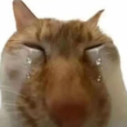 我的龟Toyota又圆