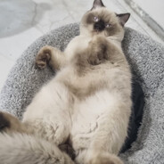 KARADAŞŞAKLI PAŞA