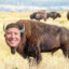 Joe Bison