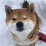 维生素C
