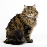 Norwegian Forest Cat