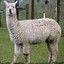 el paca