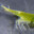 nvclear prawn