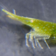 nvclear prawn