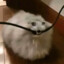 [МЯУ] Cool_cat (VotV)