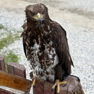 Horu naxHyT caJloM - steam id 76561199152451347