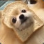 Inbread Pomeranian