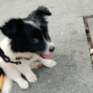 不吉利的吉祥物