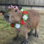 Capybara