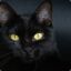 cats.
