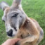 Dababy the Kangaroo