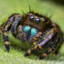 spider