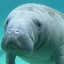 That_One_Manatee