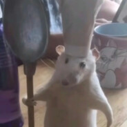 <size="70">搓碟一把手</size>