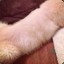 CutieDogie