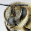 A Million Bees