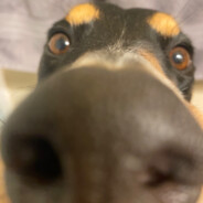 Diggy - steam id 76561198056225413