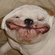 HappyDog