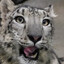 squeeb!