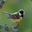 Parus Major