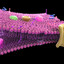 Membrana