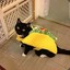 Ensalada española tacocat