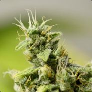 SquirreL NuT ZipperS